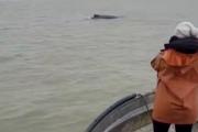 Tres ballenas jorobadas fueron avistadas frente a las playas de San Clemente del Tuyú