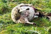 Productores denuncian el avance de cazadores furtivos sobre campos y alertan por la inseguridad