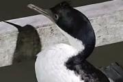 Prohíben el ingreso al muelle de Mar del Tuyú a un pescador acusado de golpear a un cormorán