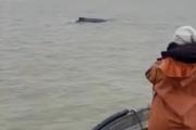 Tres ballenas jorobadas fueron avistadas frente a las playas de San Clemente del Tuyú