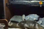 Un lobo marino se metió en el camarote de un barco y se quedó a dormir en una cama