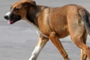 Perros sueltos en General Madariaga: los dueños podrán ser multados