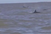 Increíble avistaje frente a San Clemente: Una manada de falsas orcas sorprendió en las costas del Cabo San Antonio