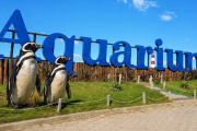 Cuando la vida silvestre entra en un balance: los pingüinos del ex Aquarium y el verdadero costo de una quiebra