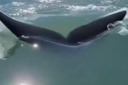 Dos ballenas sorprendieron y se dejaron ver muy cerca de la costa de Mar de Ajó