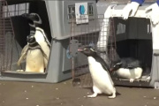 Seis pingüinos fueron rehabilitados y regresaron al mar en San Clemente del Tuyú