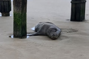 Murió un lobo marino que había sido rescatado con una herida de bala bajo el muelle de Santa Teresita