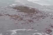 La “isla” que sorprendió frente al Faro de Punta Mogotes: qué es la Restinga del Faro
