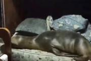 Un lobo marino se metió en el camarote de un barco y se quedó a dormir en una cama