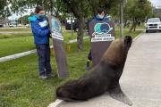 Sorpresa en General Lavalle: un lobo marino apareció en plena zona urbana