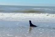 Un lobo marino juvenil llegó a la playa de Mar del Tuyú y vecinos pidieron preservar su espacio