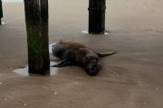 La necropsia confirmó que el lobo marino murió tras recibir un disparo