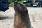 Salió de su casa y se encontró con un lobo marino en la puerta