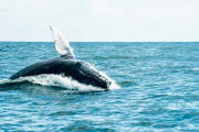 Una ballena jorobada volvió a sorprender en el mar del Partido de La Costa