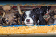 Proponen multas y hasta 60 días de arresto por maltrato y abandono de animales en la Provincia