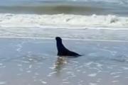 Un lobo marino juvenil llegó a la playa de Mar del Tuyú y vecinos pidieron preservar su espacio