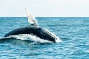 Una ballena jorobada volvió a sorprender en el mar del Partido de La Costa