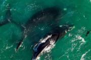 Una ballena fue captada a pocos metros de la playa en San Bernardo