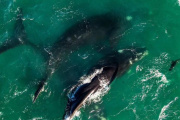 Una ballena fue captada a pocos metros de la playa en San Bernardo