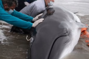 Murió una ballena minke antártica juvenil tras quedar varada en San Clemente del Tuyú