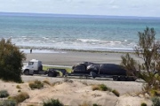 Investigan la muerte de cinco ballenas en Puerto Madryn y crece la preocupación por la fauna marina