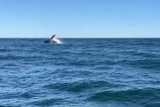 Una ballena sorprendió frente a las costas de Cariló y cautivó en las redes