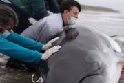 Murió una ballena minke antártica juvenil tras quedar varada en San Clemente del Tuyú