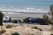 Investigan la muerte de cinco ballenas en Puerto Madryn y crece la preocupación por la fauna marina