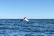Una ballena sorprendió frente a las costas de Cariló y cautivó en las redes
