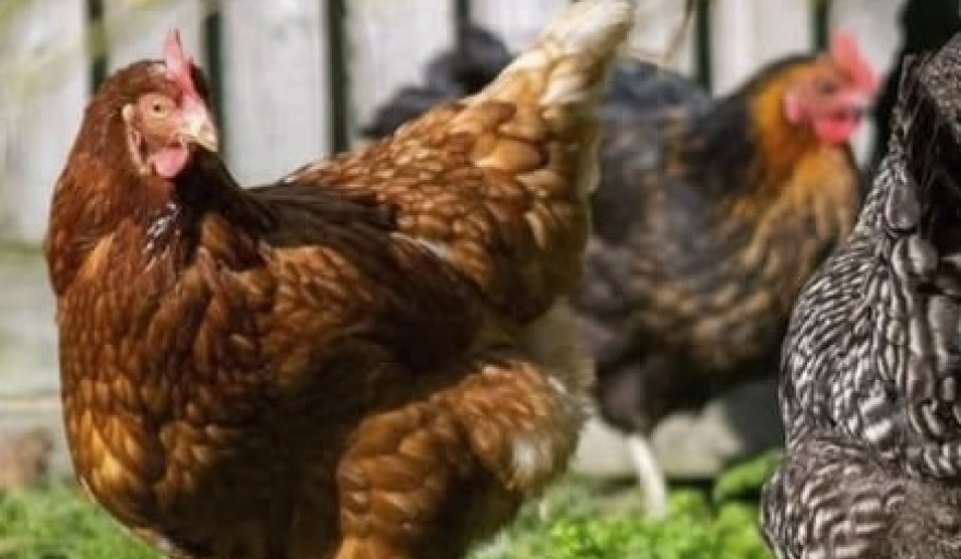 Confirman nuevos casos de influenza aviar en la provincia y refuerzan medidas de prevención