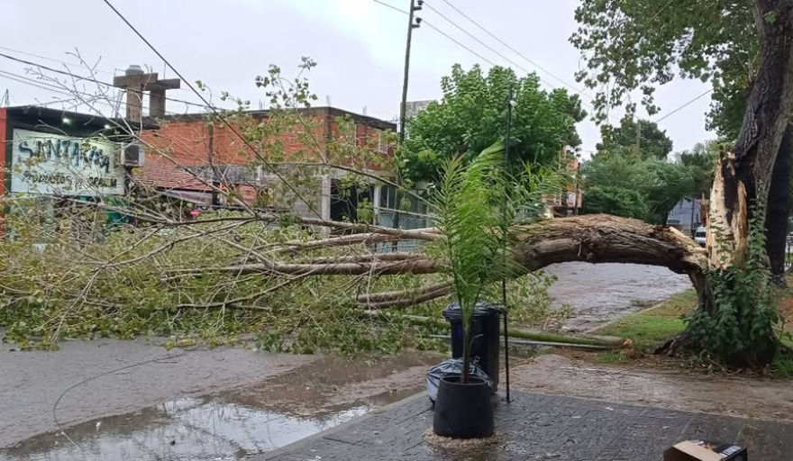 Fuertes vientos provocaron caída de árboles y daños en San Bernardo y Mar de Ajó