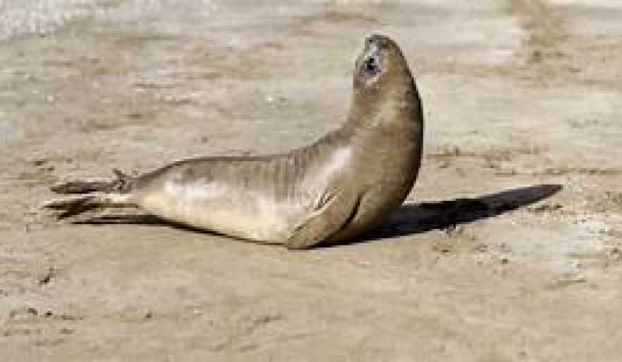 Otro cachorro de elefante marino fue liberado tras siete meses de rehabilitación