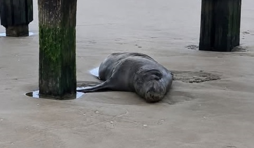 Murió un lobo marino que había sido rescatado con una herida de bala bajo el muelle de Santa Teresita