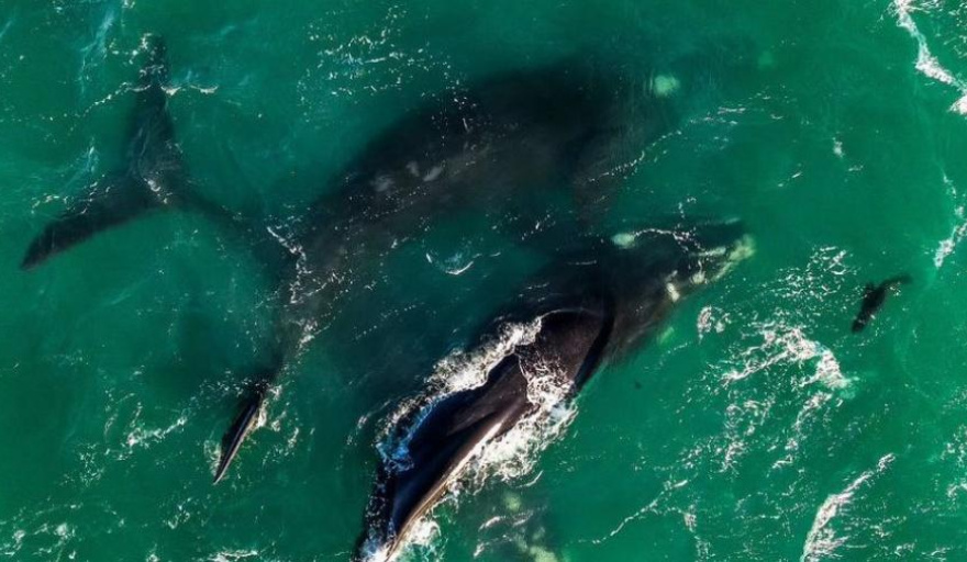 Una ballena fue captada a pocos metros de la playa en San Bernardo