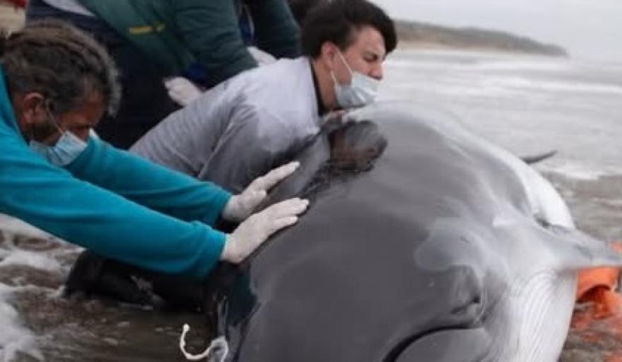 Murió una ballena minke antártica juvenil tras quedar varada en San Clemente del Tuyú